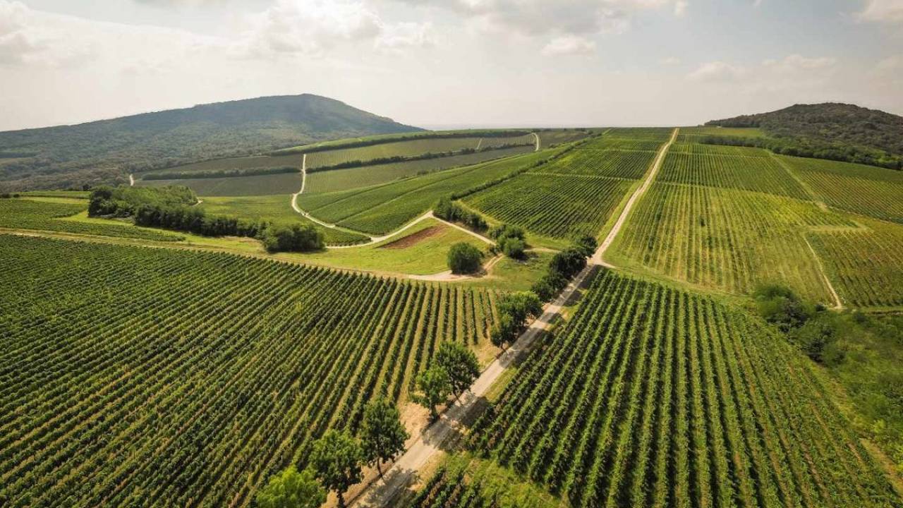 Regiunea viticola PANNON-SUPERIOR Ungaria
